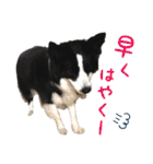 ボーダーコリー☆りんちゃん（個別スタンプ：32）