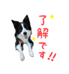 ボーダーコリー☆りんちゃん（個別スタンプ：35）