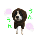 ボーダーコリー☆りんちゃん（個別スタンプ：38）