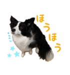 ボーダーコリー☆りんちゃん（個別スタンプ：39）