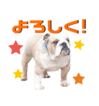 felizbulldogのスタンプです！（個別スタンプ：3）