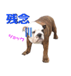 felizbulldogのスタンプです！（個別スタンプ：6）