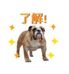 felizbulldogのスタンプです！（個別スタンプ：8）