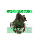 Rei＆Gen（個別スタンプ：6）