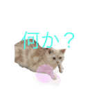 Rei＆Gen（個別スタンプ：8）