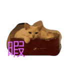 Rei＆Gen（個別スタンプ：12）