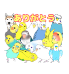 仲良しインコ大集合（個別スタンプ：16）