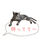 キジトラ猫の神くん（個別スタンプ：9）