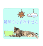 キジトラ猫の神くん（個別スタンプ：19）