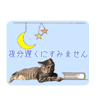 キジトラ猫の神くん（個別スタンプ：20）