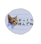 キジトラ猫の神くん（個別スタンプ：21）