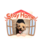 ラテのスタンプdayo（個別スタンプ：1）