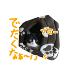 ハチワレ猫のろろちゃんのスタンプ3（個別スタンプ：1）