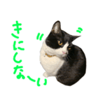 ハチワレ猫のろろちゃんのスタンプ3（個別スタンプ：2）
