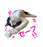 ハチワレ猫のろろちゃんのスタンプ3（個別スタンプ：3）