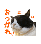 ハチワレ猫のろろちゃんのスタンプ3（個別スタンプ：5）