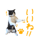 ハチワレ猫のろろちゃんのスタンプ3（個別スタンプ：6）