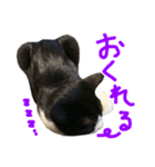 ハチワレ猫のろろちゃんのスタンプ3（個別スタンプ：9）