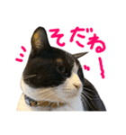 ハチワレ猫のろろちゃんのスタンプ3（個別スタンプ：10）