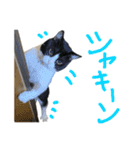 ハチワレ猫のろろちゃんのスタンプ3（個別スタンプ：11）