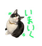 ハチワレ猫のろろちゃんのスタンプ3（個別スタンプ：12）