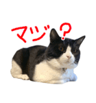 ハチワレ猫のろろちゃんのスタンプ3（個別スタンプ：13）