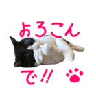 ハチワレ猫のろろちゃんのスタンプ3（個別スタンプ：14）
