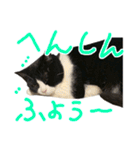ハチワレ猫のろろちゃんのスタンプ3（個別スタンプ：15）