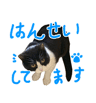 ハチワレ猫のろろちゃんのスタンプ3（個別スタンプ：16）