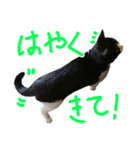 ハチワレ猫のろろちゃんのスタンプ3（個別スタンプ：17）