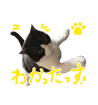 ハチワレ猫のろろちゃんのスタンプ3（個別スタンプ：20）