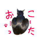 ハチワレ猫のろろちゃんのスタンプ3（個別スタンプ：22）