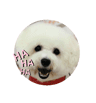 モフモフのモチ（個別スタンプ：8）
