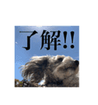 シルバートイプードル2（個別スタンプ：2）