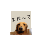 癒しのルイちゃんスタンプ（個別スタンプ：2）