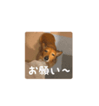 癒しのルイちゃんスタンプ（個別スタンプ：3）