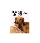 癒しのルイちゃんスタンプ（個別スタンプ：4）