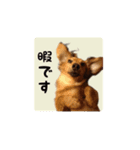 癒しのルイちゃんスタンプ（個別スタンプ：8）