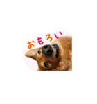 癒しのルイちゃんスタンプ（個別スタンプ：10）