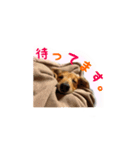 癒しのルイちゃんスタンプ（個別スタンプ：11）