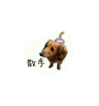 癒しのルイちゃんスタンプ（個別スタンプ：13）