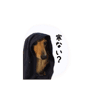 癒しのルイちゃんスタンプ（個別スタンプ：14）