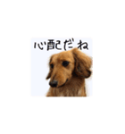 癒しのルイちゃんスタンプ（個別スタンプ：15）