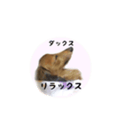 癒しのルイちゃんスタンプ（個別スタンプ：16）