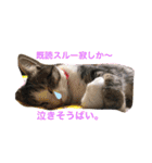 サスケくんの九州弁（個別スタンプ：5）