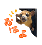 キンカジューの写真スタンプ（個別スタンプ：1）