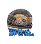 キンカジューの写真スタンプ（個別スタンプ：7）