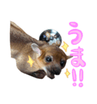 キンカジューの写真スタンプ（個別スタンプ：8）