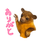 キンカジューの写真スタンプ（個別スタンプ：12）