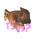 キンカジューの写真スタンプ（個別スタンプ：16）